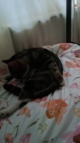 A tabby cat is grooming itself on a bed with floral patterned bedding. The cat is curled up, with its head tucked towards its body. One of its hind legs is extended, showing white fur. The bedding has a pattern of pink flowers and butterflies. In the background, a white headboard is visible, with soft lighting suggesting it's daytime. The scene appears to be indoors.