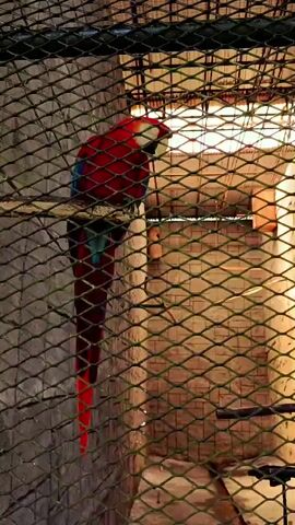 A red and blue macaw is perched on a branch inside a cage. The cage has a wire mesh exterior. The background is a stone wall and a light source. The macaw is facing left and its tail is hanging down.