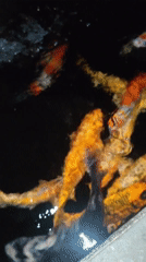 Colorful koi fish spotted swimming in dark Da Lat pond
