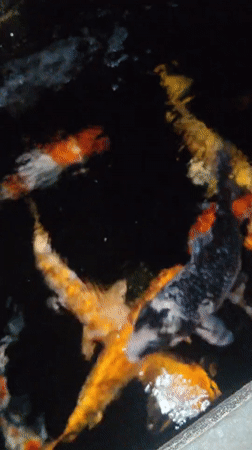 Colorful koi fish spotted swimming in dark Da Lat pond