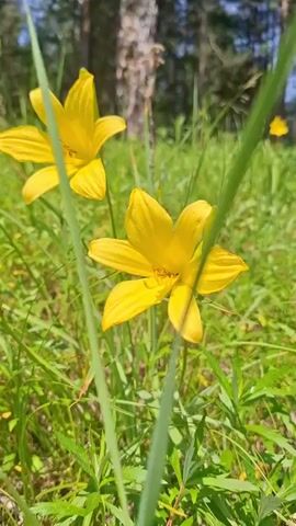This video shows a close-up view of yellow flowers in a grassy field. The camera slowly pans across the scene, focusing on two yellow lilies in the foreground. In the background, there are trees and other greenery. The lighting suggests it is a sunny day.