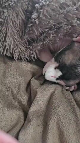 A hand with light pink nail polish gently strokes the head and face of a sleeping Sphynx cat. The cat has patches of black and white fur on its face and body. It is nestled into a fuzzy brown blanket. The cat appears to be very young, as indicated by its small size and the context of the accompanying text in Russian which can be roughly translated as "my little one, acquired her first scar". The video is a close-up shot, focusing on the interaction between the hand and the cat.