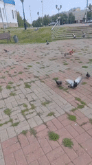 Small dog scatters pigeons across a Saransk square