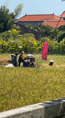 Workers harvest crops in North Kuta field