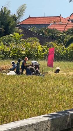 Workers harvest crops in North Kuta field