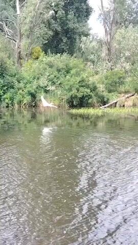 A white bird with wings outstretched is in mid-air over a body of water. It is flying towards the right side of the frame, with its reflection visible in the water below. The bird is in focus, while the background is slightly blurred. The background consists of dense green foliage, reeds, and trees, suggesting a natural, riparian environment. The water surface is rippled, indicating a gentle current or breeze. The sky above is partly cloudy.