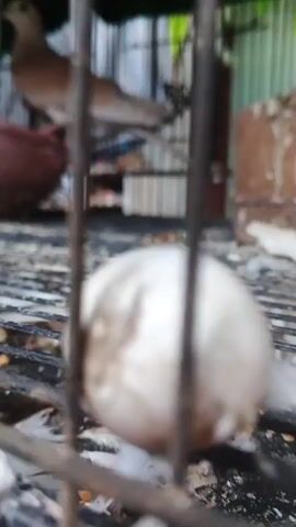 A video shows a bird in a cage. The bird is light brown and white. It is standing on a perch. There is a pink basket in the cage. The cage is made of metal bars. The background is blurry and green.