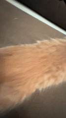 Orange cat rests peacefully on couch in Moscow