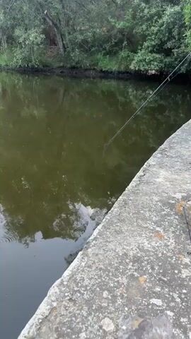 A person is fishing by a body of water, likely a river or lake, with lush green trees and foliage lining the opposite bank. The water is murky green and reflects the surrounding vegetation. A concrete embankment or wall runs along the right side of the frame, from which the person is casting their fishing line. The fishing line is visible extending from a fishing rod, with a lure or bait dangling in the water. The person is partially visible on the right side of the frame, wearing a blue t-shirt and dark shorts. They are holding a fishing rod, and a small fish is being pulled out of the water, suspended by the fishing line. The fish appears to be light-colored with some darker markings. Water ripples are visible on the surface of the water. The scene suggests a calm, outdoor environment conducive to fishing.