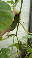 Serviceberries and greenhouse cucumbers ready for harvest in Baryshevo