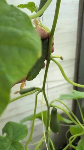 Serviceberries and greenhouse cucumbers ready for harvest in Baryshevo