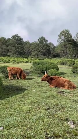 Two brown, shaggy cows are in a grassy, open field with scattered bushes and trees in the background under a cloudy sky. One cow is lying down facing left, with its head turned slightly towards the right. The other cow is standing and grazing, facing away from the camera and towards the left.