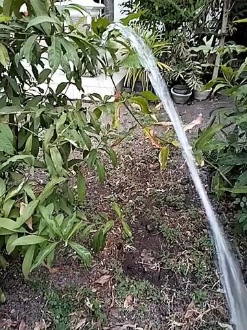 The video captures an outdoor scene where a stream of water is being directed from right to left, over a plant with green leaves. The ground is covered with soil, dry leaves, and some grass. In the background, there are more plants and hints of structures, suggesting a garden or yard setting. The focus is on the water stream and the foliage.
