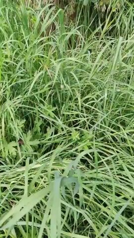 The video shows a close-up view of tall green grass with several small purple flowers scattered throughout. The camera appears to be moving slowly through the grass, causing a slight blurring effect. The lighting suggests it is daytime, possibly overcast. The overall scene depicts a natural, outdoor environment, likely a field or meadow. There are no people or animals visible in the footage.