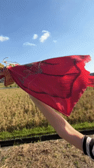 Woman flies dragon kite in Indonesian field