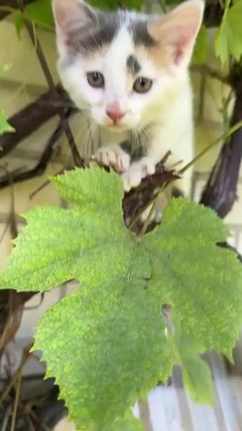 A small kitten is perched on a tree branch amongst green leaves. The kitten is white with patches of grey and black. The kitten looks at the camera and then to the side. The video is shot from a low angle looking up at the kitten. The background is a brick wall.