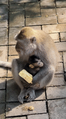 Tourist-monkey interactions documented at Ubud sanctuary facility