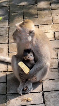 Tourist-monkey interactions documented at Ubud sanctuary facility