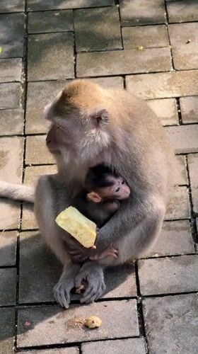 Tourist-monkey interactions documented at Ubud sanctuary facility