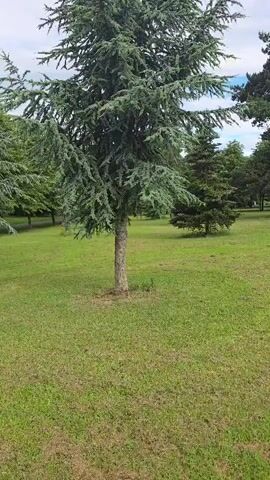 This is a medium shot video of a tall cedar tree in a grassy park. The tree is in the foreground, with its trunk and branches clearly visible. The branches are laden with needles, and the overall shape of the tree is conical. The grass is green and well-maintained, and there are other trees in the background, suggesting a park or garden setting. The sky is cloudy, but there are patches of blue visible, indicating a partly cloudy day. The time of day appears to be daytime, likely midday or early afternoon. The overall mood of the video is peaceful and serene, with the natural beauty of the park being the focus. There is no text visible in the video. The location is Stockton-on-Tees, United Kingdom.