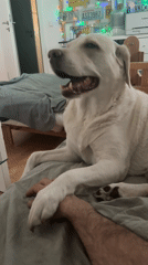 Dog holds person's hand on bed in Munich