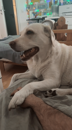 Dog holds person's hand on bed in Munich