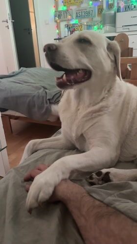 Dog holds person's hand on bed in Munich