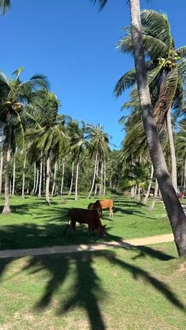 The video shows a grassy clearing filled with palm trees under a clear blue sky. Two cows are grazing on the grass. The cow in the foreground is dark brown, and the cow in the background is a lighter brown. The sun casts shadows from the palm trees onto the grass. The scene appears to be a rural or tropical environment.