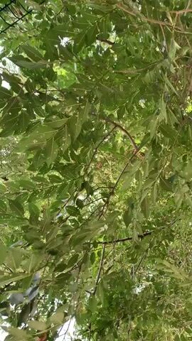 The video pans through lush green foliage of a tree, with sunlight dappling through the leaves. The camera angle is from below, looking up into the canopy. There are no people visible in the video. The leaves appear to have some small holes or damage in them, possibly from insects. The overall environment is natural and appears to be outdoors during the daytime.