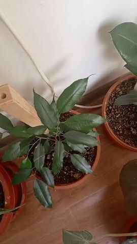 The video shows a close-up view of several potted plants indoors. The plants are on a wooden floor, next to a white wall. In the foreground, there is a plant with dark green, elongated leaves in a terracotta pot. To the right of this plant, there is a larger plant with glossy, dark green, ovate leaves in a similar terracotta pot. Behind and to the right of this plant, another plant with variegated green and white leaves is visible in a different pot. In the bottom right corner, part of a plant with round, textured leaves can be seen. A white electrical cord runs along the wall in the background. The lighting suggests an indoor environment, possibly a room with natural light. The camera pans slightly, showing different angles of the plants and their arrangement. There are no people or animals visible in the video.
