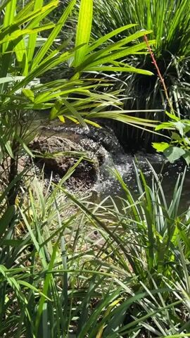 The video shows a close-up view of a small waterfall in a lush, green environment. The foreground is dominated by the leaves of various plants, creating a natural frame for the scene. These leaves are vibrant green and appear to be from tall, slender plants, possibly grasses or reeds, and also broader, more tropical-looking leaves.

The central focus is a rocky area where water cascades down, creating a dynamic flow. Sunlight glints off the water's surface, highlighting the movement and sparkle of the cascade. The rocks themselves appear dark and wet, suggesting they are part of the stream bed. In the background, more greenery is visible, hinting at a dense, natural setting.

The overall impression is one of a serene and beautiful natural landscape. The lighting suggests it is daytime, likely with clear skies given the bright sunlight. The presence of a waterfall and dense vegetation points to a location with a humid climate, fitting with the context of Foz do Iguaçu, Brazil. There are no people or man-made objects visible. The activity is simply the natural flow of water over rocks. The emotion conveyed is one of peace and natural beauty. There is no visible text in the video.