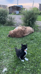 Big fluffy dog enjoys the grass alongside a curious kitten