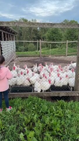 A young girl in a pink hooded jacket and blue jeans stands on the left side of the frame, facing a flock of white turkeys in a fenced enclosure. The turkeys are crowded together, many with their heads raised, some appearing to be eating or drinking from troughs. The enclosure has a wooden structure on the left and a wire fence with wooden posts. The ground is dirt, and there is green grass in the foreground. The background shows trees and a cloudy sky. The camera is positioned behind the girl and slightly to the right, looking through the fence at the turkeys.