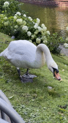 Swans, fountains, and waterways on a sunny afternoon