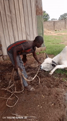 Nigerian livestock tending scenes captured on television footage