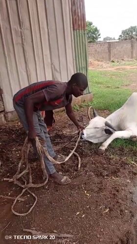 Nigerian livestock tending scenes captured on television footage