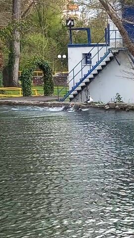 The video shows a calm pond in front of a two-story white building with blue window frames and trim. A metal staircase with blue railings leads to the second floor. A bare tree leans over the edge of the pond. Several ducks are swimming in the water near the edge of the pond in front of the building. The pond appears to be fed by a small waterfall or stream coming from under the building. Beyond the building, there is greenery and a glimpse of a small, arched, ivy-covered structure. The camera is stationary and focuses on the pond and the building.