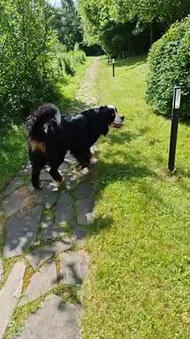 A Bernese Mountain Dog walks along a stone path bordered by lush green grass and dense foliage. The dog is primarily black with brown and white markings on its face and chest, and a bushy tail. Sunlight casts shadows on the path and grass, indicating a sunny day. There are two black lamp posts with white tops visible in the background on the right side of the path. The dog appears to be sniffing the ground and surrounding vegetation as it moves forward. The environment suggests an outdoor setting, possibly a garden or park, with trees and bushes forming a natural backdrop.