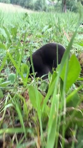 The video is a close-up shot of a black mole in a grassy field. The mole is partially obscured by tall green grass and leaves. The background shows a gentle slope of a hill with trees and a cloudy sky. The mole appears to be digging or foraging in the grass. The camera is positioned low to the ground, giving an eye-level perspective of the mole.