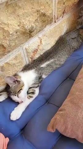 A tabby and white kitten sleeps on a blue cushion. The kitten is lying on its side, stretched out along the cushion with its head resting on its paws. Its eyes are closed, and its breathing is shallow. The kitten's fur is gray and white with black stripes. The cushion is placed against a brick wall.