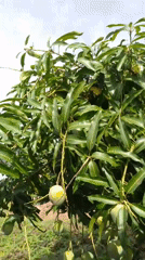 Rural life documented: fruit trees, farming, livestock, tricycle travel