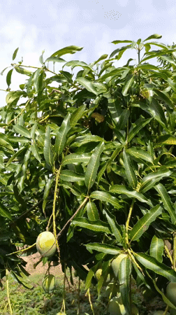 Rural life documented: fruit trees, farming, livestock, tricycle travel