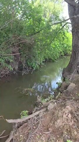A slow-motion video captures a natural scene of a narrow, muddy creek flowing through lush green foliage. The creek's banks are eroded, with exposed tree roots clinging to the soil. Overhanging branches and dense leaves create a shaded canopy over parts of the water. The water itself is murky and reflects the surrounding greenery and sky. Sunlight filters through the leaves, creating dappled patterns on the surface of the water. The scene is serene and undisturbed, suggesting a wild or natural environment.