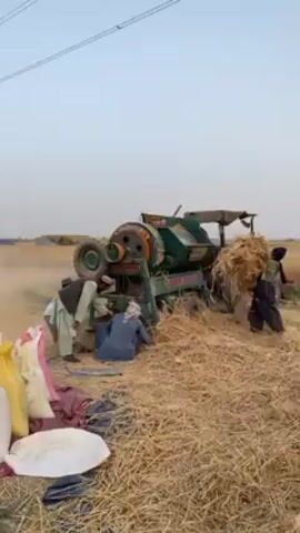 The video depicts an agricultural scene where several men are engaged in threshing harvested crops in an open field. A green and red thresher machine, possibly branded "HINDUSTAN," is prominently featured, connected to and powered by a tractor. The machine is actively processing dried crop bundles, likely wheat or similar grain, which men are continuously feeding into its intake.

As the thresher operates, it separates the grain from the straw. One man is seen collecting the processed material, likely grain, into large sacks of various colors (white, pink, yellow) that are laid out on the ground. Another man appears to be adjusting or attending to the machine's mechanisms, while others are involved in feeding the crop or managing the straw output. Dust and chaff are visibly expelled from the machine, indicating its operation.

The setting is a rural, agricultural landscape, with power lines visible in the distance against a clear, light-colored sky, suggesting either late afternoon or early morning. The ground around the machinery is covered with straw and dirt, characteristic of a post-harvest environment. The men are dressed in traditional South Asian attire, focusing intently on their laborious task. The overall atmosphere is one of diligent agricultural work. The location is specified as Alaqadari Daman, Afghanistan.