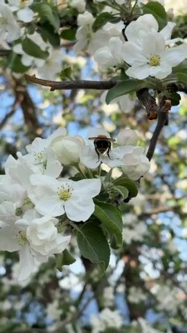 The video shows a bumblebee on a branch of an apple tree. The apple tree is in full bloom with white flowers. The bee is moving among the flowers, presumably collecting nectar. The background is a clear blue sky and more of the tree's blossoming branches.