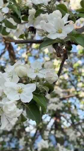 Spring blooms captured in Selty Russia garden scenes