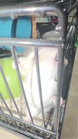 The video shows a small, furry animal, likely a hamster, inside a black wire cage. The animal is mostly white and tan and is seen clinging to the bars of the cage with its front paws. Its head is turned to the side, and its eyes are visible. In the background, there are some green and blue objects, possibly toys or accessories for the animal's habitat. The cage appears to be filled with bedding material, likely wood shavings or similar material. The lighting suggests the video was filmed indoors during the daytime.