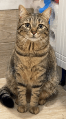 Domestic cats captured in casual home scenes in Varna