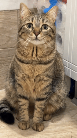 Domestic cats captured in casual home scenes in Varna