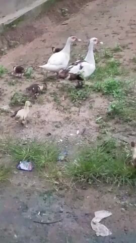 The video shows a family of ducks and ducklings on a dirt and grass patch. Two adult ducks, one predominantly white and the other white with black markings, are in the center of the frame. Several ducklings of various sizes and colors, including brown and white, are scattered around the adults, some of them close to the adults and others further away. The environment appears to be outdoors, with dirt ground, patches of green grass, and some scattered debris. There is a concrete structure or wall visible in the background. The ducks and ducklings are on the ground, some are standing, and some appear to be feeding or walking.